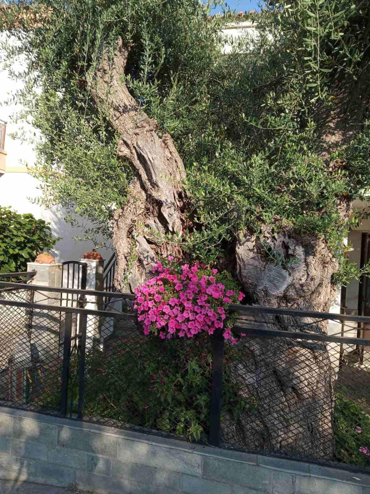 Aegean Balcony Skala Kallirachis Exterior foto